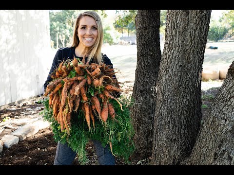 How to grow Carrots... in raised garden beds.