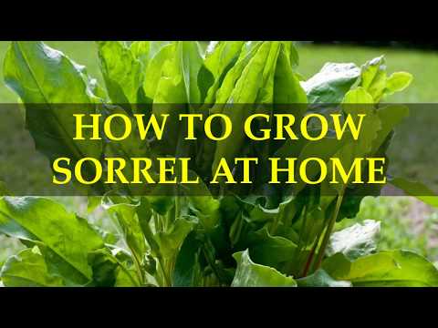 HOW TO GROW SORREL AT HOME