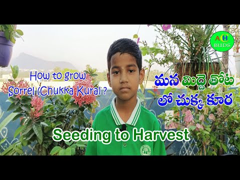 How to grow Sorrel(Chukka Kura)?|??????????? ????? ??? ?????? ????????????? ?????? ?????? ??? ??????