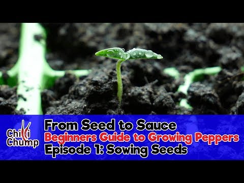 Episode 1:  Sowing Pepper Seeds (Beginners Guide to Growing Peppers)