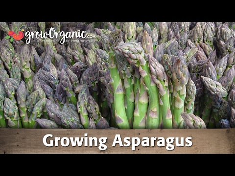 Growing Organic Asparagus From Root Crowns