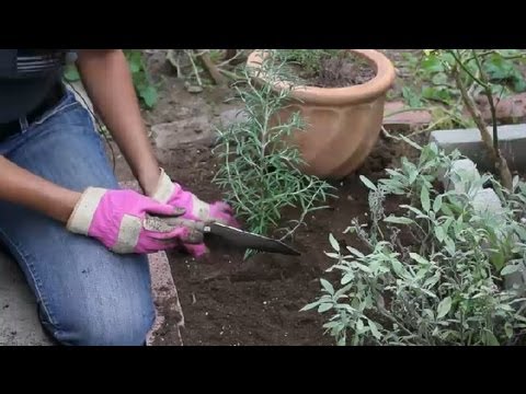 How to Design a Perennial Herb Garden : Herb Garden Tips