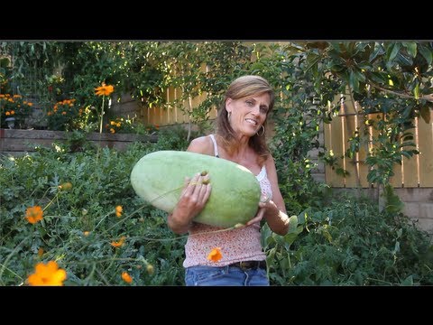 How To Grow Watermelon #7- The Reveal - You Will Not Believe This
