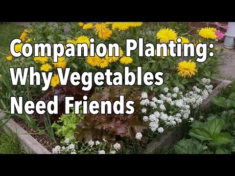 Companion Planting: Why Vegetables Need Friends