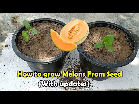 How to grow Melons From Seeds | Grow Melons in pots