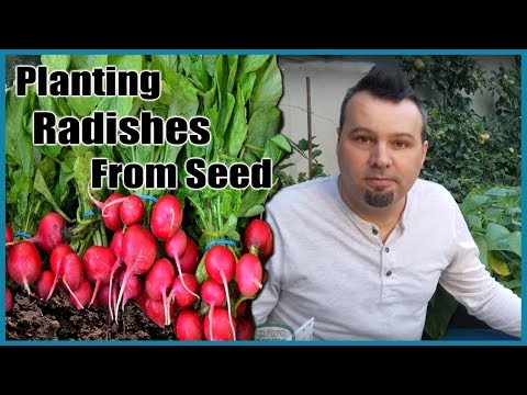 Planting Radishes from Seed