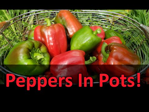 How to Grow Peppers | 40 Easy Ways of Growing Peppers