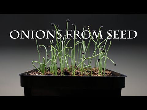 How to grow onions and celery from seed