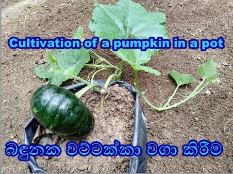 How to grow potted pumpkin ??????? ???????? ???? gewathu wagawa ????? ???? kabanika gewathuwagawa