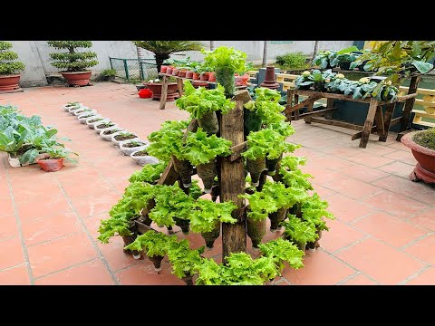 How to grow lettuce on homemade substrates