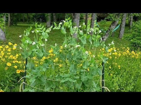 Growing Super Sugar Snap Peas