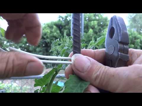 The Best Tomato Stake Support You'll Ever Need Cheap Strong Easy Simple DIY Vertical food Gardening