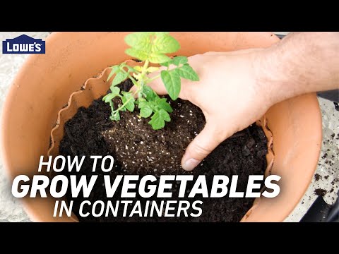 How To Grow Vegetables in Containers | Quick Tips