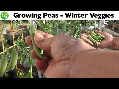 Winter Veggies - Growing Shelling Type Green Peas