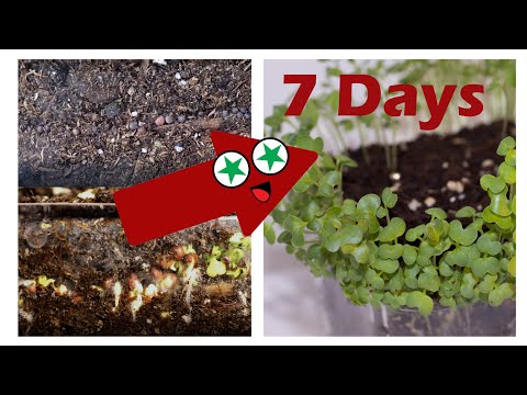 GROW COLLARDS, MUSTARD & TURNIP GREENS from seeds - 7-DAY TIME LAPSE (SUPER QUICK GROWTH)