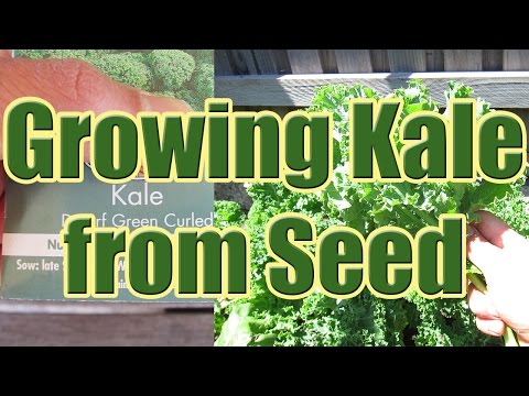 How to Grow Kale from Seed (Growing Kale at Home)