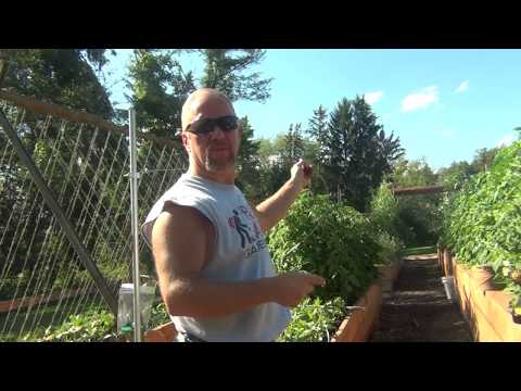 How to stake and tie up tomatoes in raised bed garden