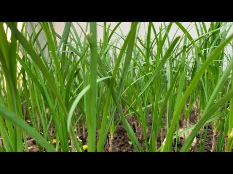 How To Grow Chinese Chives | Growing Garlic Chives | Daily Life and Nature