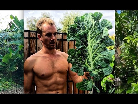 TREE KALE or TREE COLLARDS - How to Grow & Propagate in your Garden!