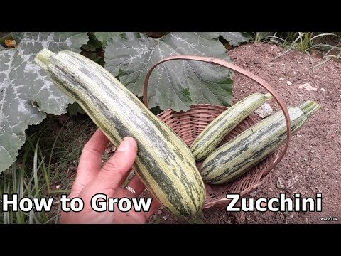 How to Grow Zucchini, better way and easier, the harvest