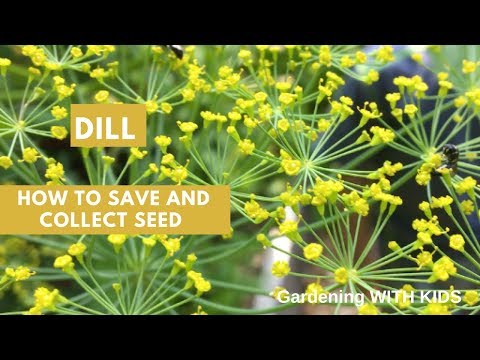 HOW TO GROW DILL AND SAVE SEEDS