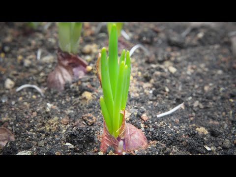 How to Grow Onion - Fast and Easy