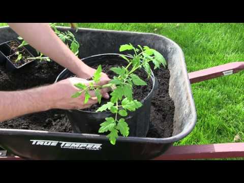 How to Grow Tomatoes In Containers - Complete Growing Guide