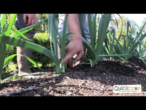How To Grow Leeks - An Easy To Follow Guide