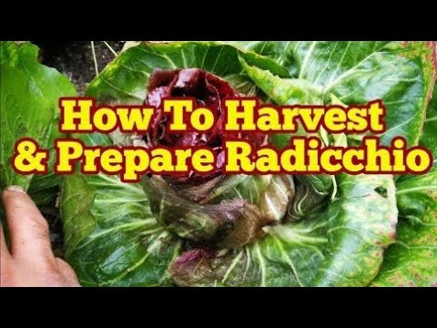 Radicchio: How & When To Harvest, Prepare & Eat/ From Garden To Plate/ Allotment Kitchen Garden