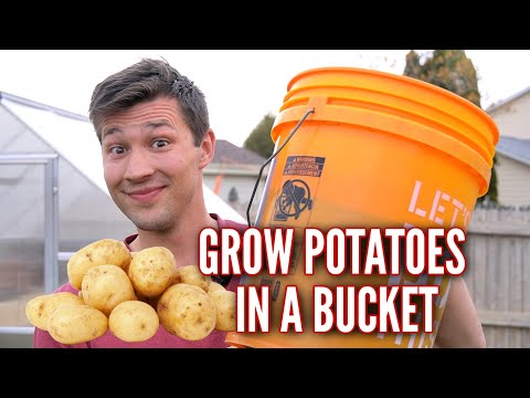 How to Grow POTATOES in a 5 GALLON BUCKET!