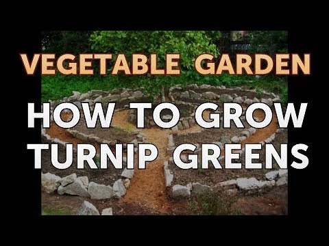 How to Grow Turnip Greens