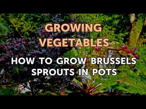 How to Grow Brussels Sprouts in Pots