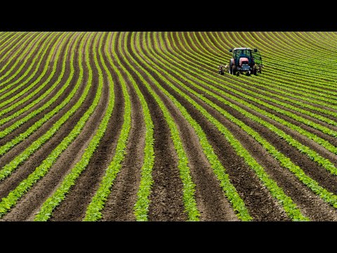 Amazing Bean Farming and Harvesting - Bean Cultivation Technology - Bean Growing and Processing