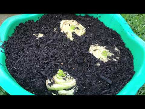 How to plant celery from stalks