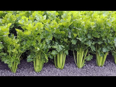 Growing Celery: Sowing, Care, Blanching, Harvesting, Storing…