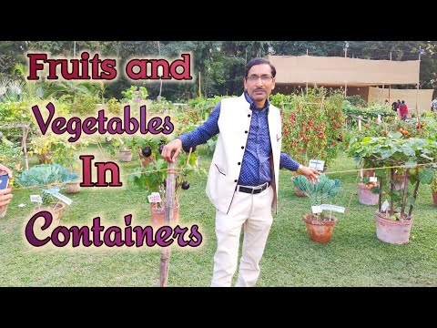 Grow Fruits and Vegetables in Containers in a large Scale.