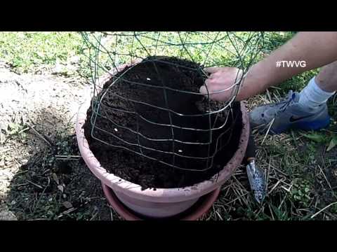 Planting Melons in Containers - Straight to the Point