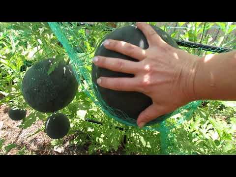 How to grow watermelons on a trellis and garden tour - Come for a walk through my garden!