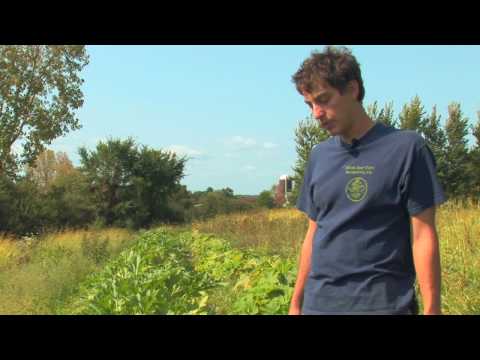 Vegetable Gardening : How to Grow Summer Squash