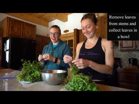 Make French Wood Sorrel Soup