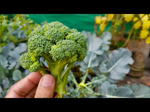 how to grow broccoli at home | growing broccoli in containers | Complete Video (Winter Vegetable)