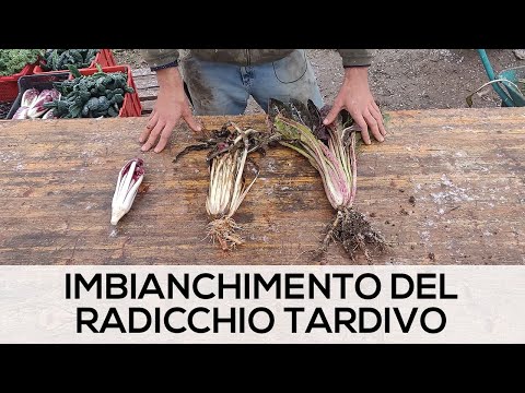 Ep.1 Imbianchimento del radicchio tardivo