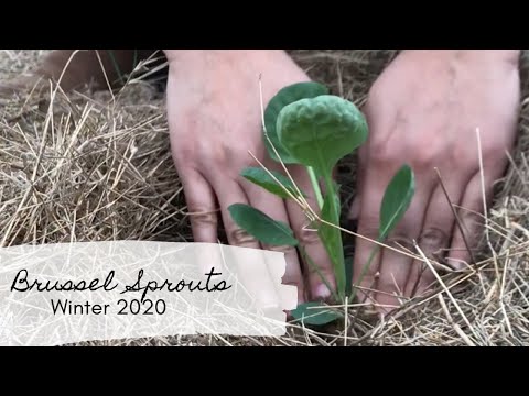 How To Plant Brussels Sprouts ?? / Gardening Tips