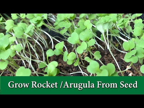 How to Grow Arugula or Rocket From Seed - Leafy Green and Microgreen