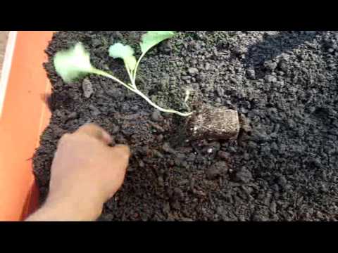 Grow Collard Greens in Containers - Fall, 2016