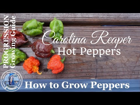How to Grow Peppers - (PROGRESSION) Growing Guide -  How to Grow Carolina Reaper Hot Peppers