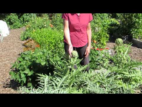 How to grow artichokes