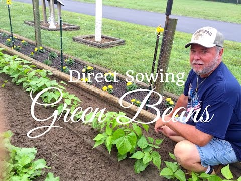 How To Grow Beans (ADVANCED) Complete Growing Guide