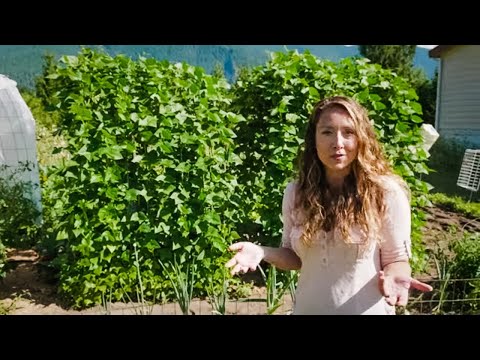 We Started Growing Our Vegetables Vertically & This Is What Happened