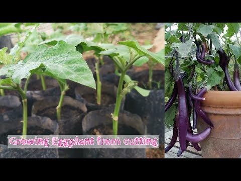 Growing Eggplants from cutting